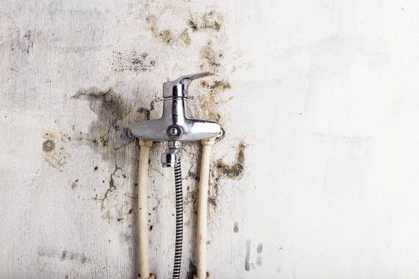 Best Mold Removal Specialists  in Blakely, PA