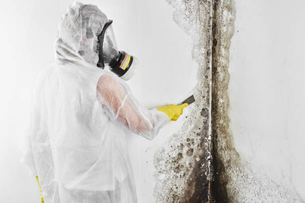 Crawl Space Mold Removal in Blakely, PA