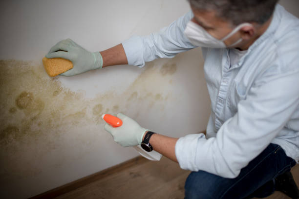 Best Fast Mold Removal  in Blakely, PA