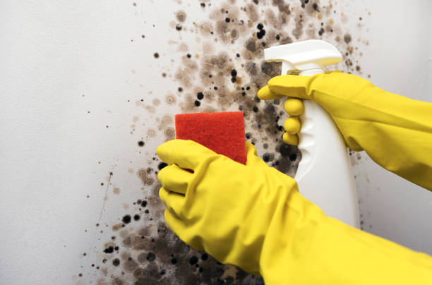 Best Commercial Mold Removal  in Blakely, PA