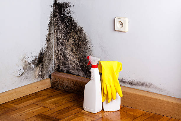 Best Crawl Space Mold Removal  in Blakely, PA