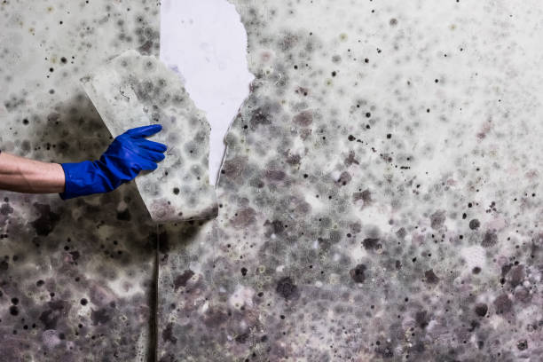 Best Best Mold Removal Companies  in Blakely, PA